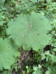 Astilboides tabularis