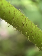 Astilboides tabularis