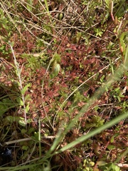 Drosera intermedia