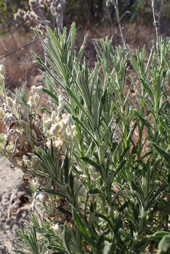 Image of Pseudognaphalium leucocephalum by (c) Madeleine Claire, some rights reserved (CC BY)