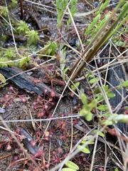 Drosera intermedia