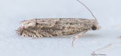 Epiblema minutana