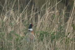 Phasianus colchicus pallasi