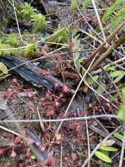 Drosera intermedia