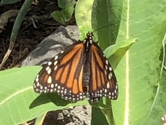 Danaus plexippus