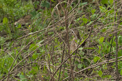 Phasianus colchicus pallasi
