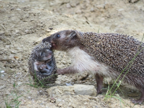 Northern White-breasted Hedgehog, 222, Balta Berilovac, Сербия, photo 6 of 10