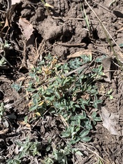 Trifolium gymnocarpon