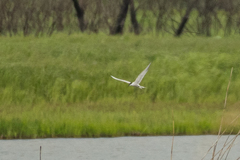 Sterna hirundo longipennis