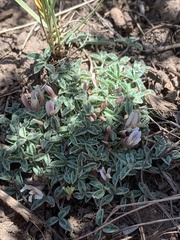 Trifolium gymnocarpon