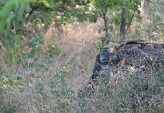 Megascolia maculata maculata