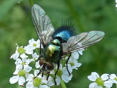 Chrysosomopsis aurata
