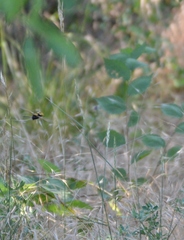 Megascolia maculata maculata