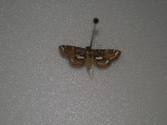 Paracymoriza cataclystalis