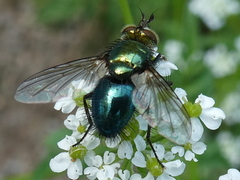 Chrysosomopsis aurata