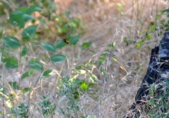 Megascolia maculata maculata