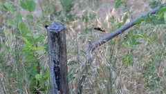 Megascolia maculata maculata