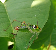 Poecilimon thoracicus