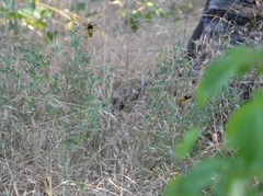 Megascolia maculata maculata