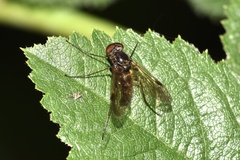 Chrysopilus cristatus