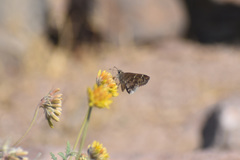 Cogia hippalus hippalus