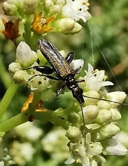 Oedemera flavipes