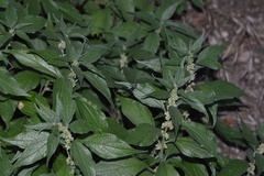 Parietaria officinalis