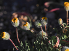 Erigeron bloomeri bloomeri