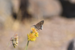 Cogia hippalus hippalus