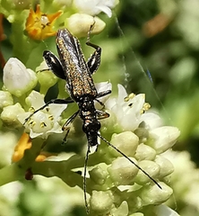 Oedemera flavipes