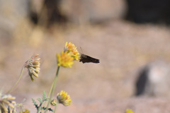Cogia hippalus hippalus