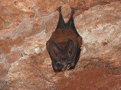 Cozumelan Golden Bat photo 3