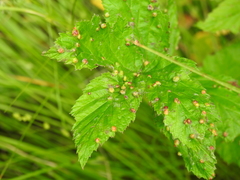 Dasineura ulmaria