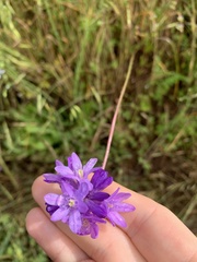 Dichelostemma congestum