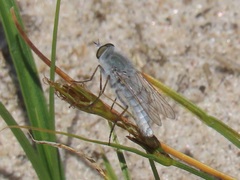 Acrosathe annulata