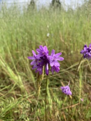 Dichelostemma congestum