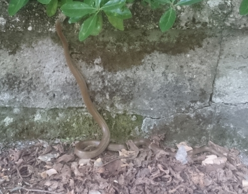 Italian Aesculapian Snake