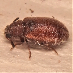 Paratenetus