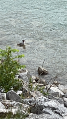 Mergus merganser