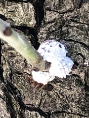 Phenacoccus dearnessi