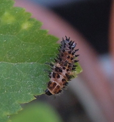 Exochomus quadripustulatus