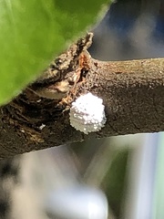 Phenacoccus dearnessi