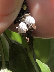 Phenacoccus dearnessi