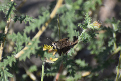 Cogia hippalus hippalus