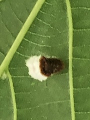 Pulvinaria innumerabilis