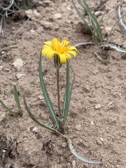 Agoseris parviflora
