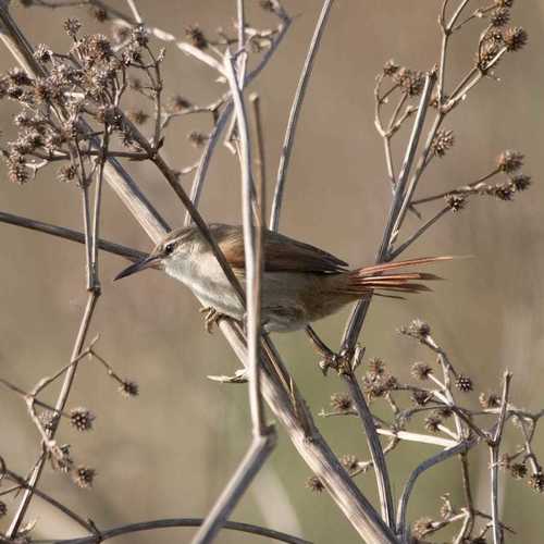Straight-billed Reedhaunter (Limnoctites rectirostris), photo 3