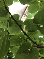 Pulvinaria innumerabilis