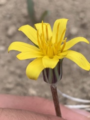 Agoseris parviflora