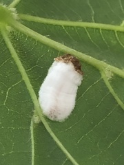 Pulvinaria innumerabilis